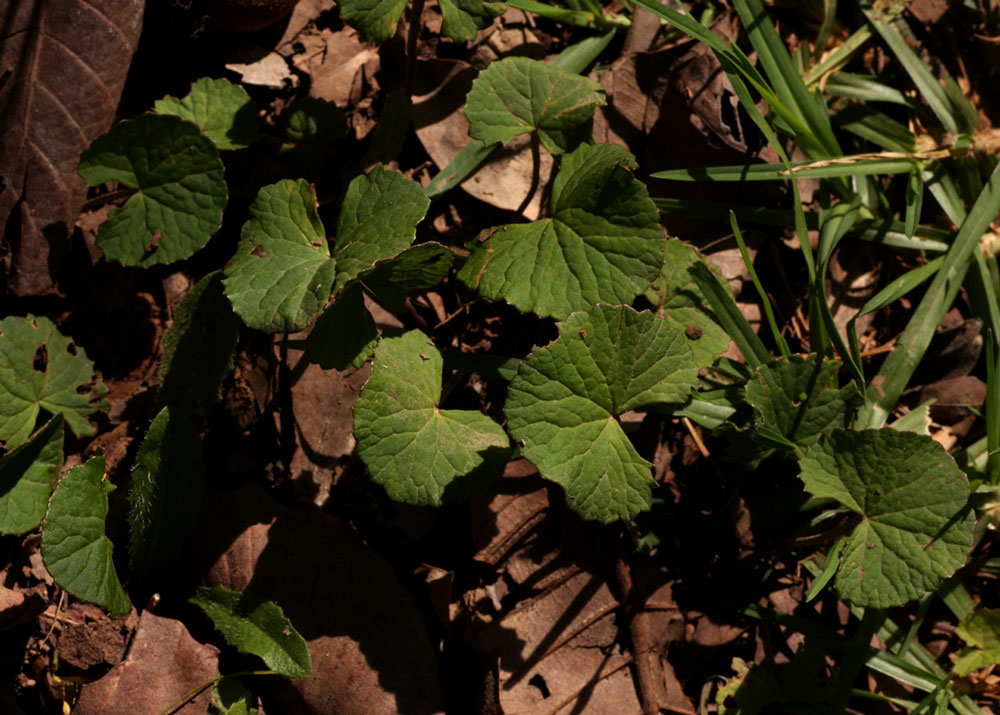Centella asiatica Centella asiatica