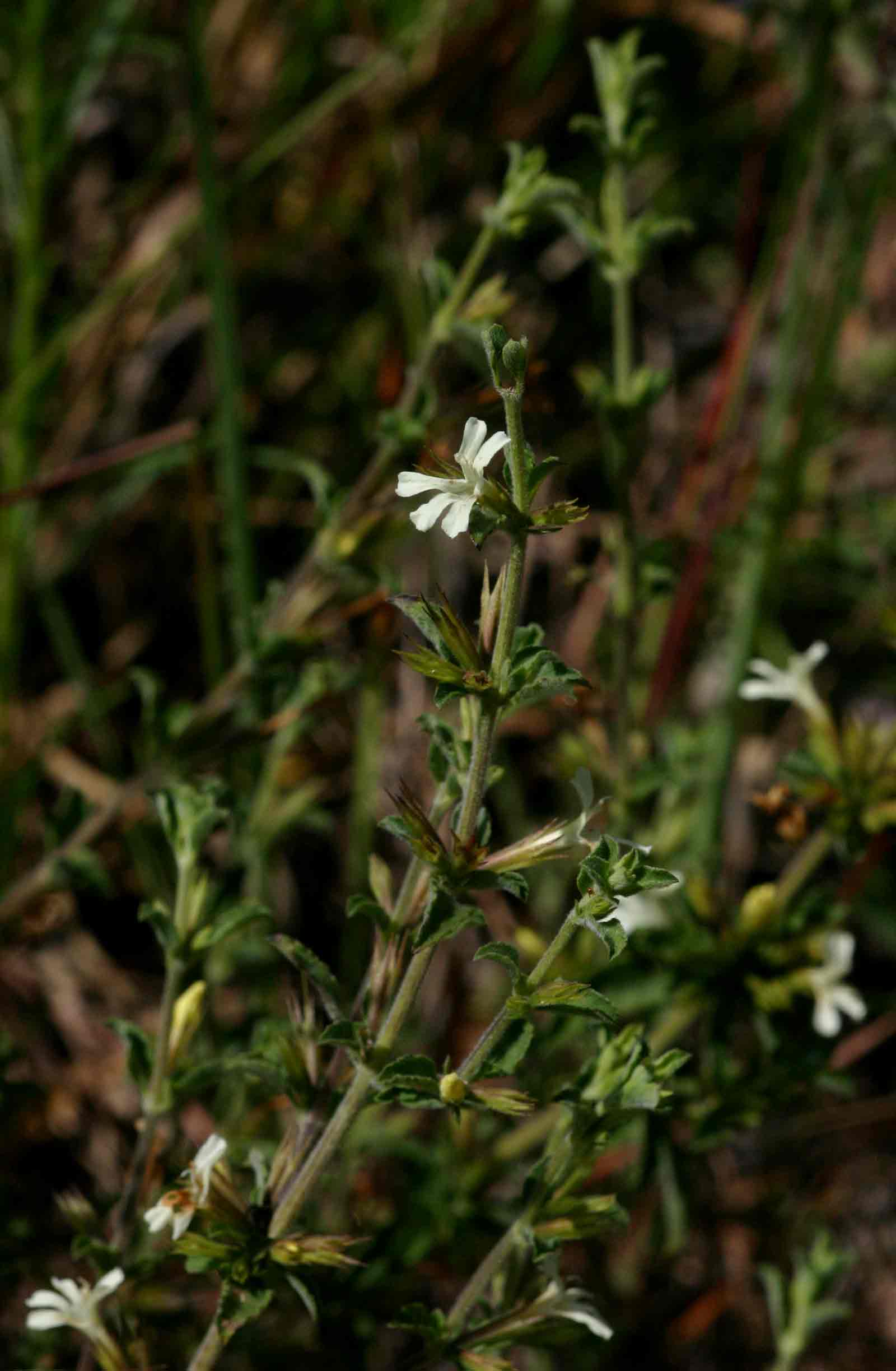 Dyschoriste hildebrandtii Dyschoriste hildebrandtii