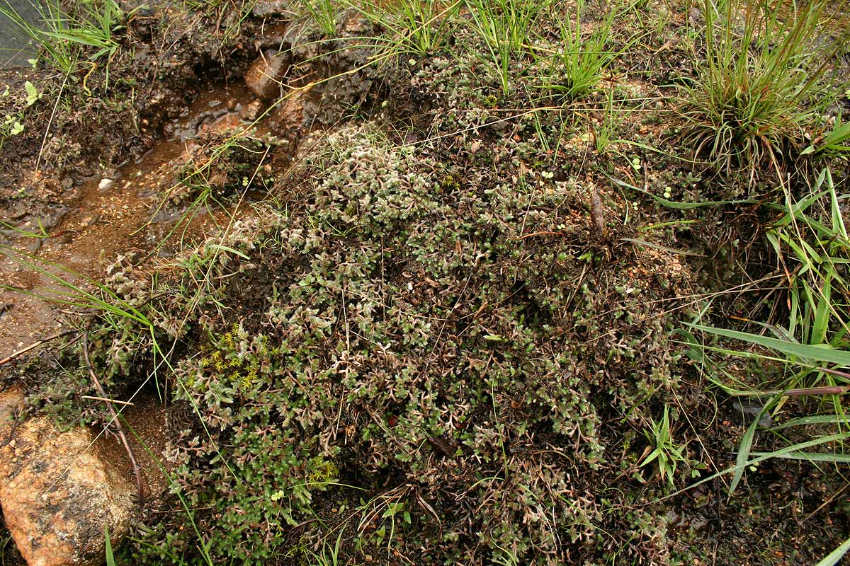 Selaginella dregei