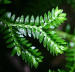 Selaginella kraussiana