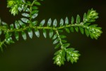 Selaginella kraussiana