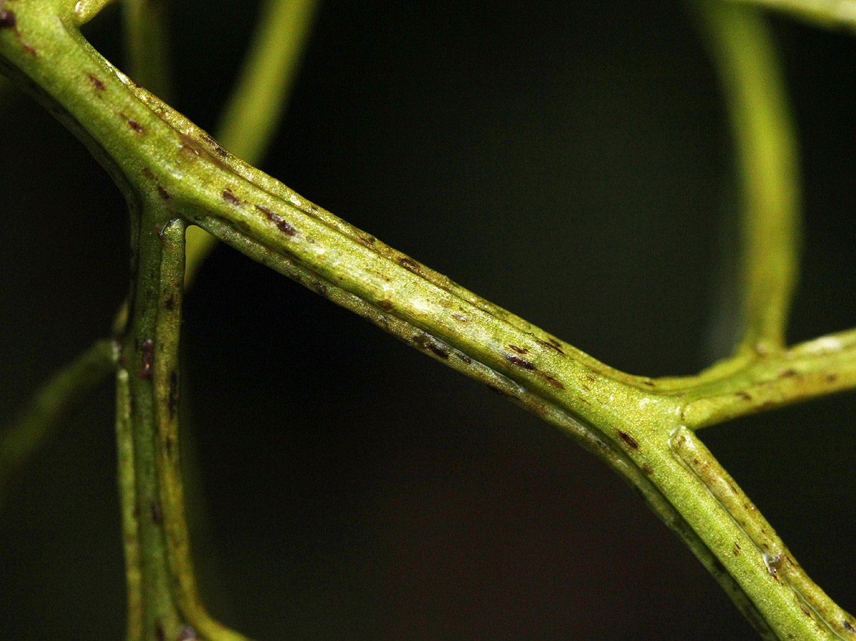 Ceratopteris thalictroides