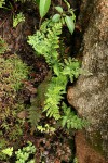 Cheilanthes inaequalis