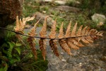 Cheilanthes inaequalis