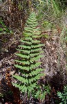 Cheilanthes inaequalis