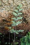 Cheilanthes inaequalis