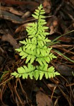 Cheilanthes viridis var. glauca