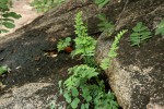 Cheilanthes viridis var. glauca