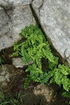 Cheilanthes viridis var. glauca