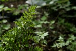 Cheilanthes viridis var. glauca