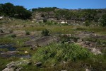 Cheilanthes viridis var. glauca