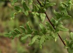 Cheilanthes viridis var. glauca