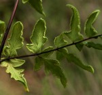 Cheilanthes viridis var. glauca