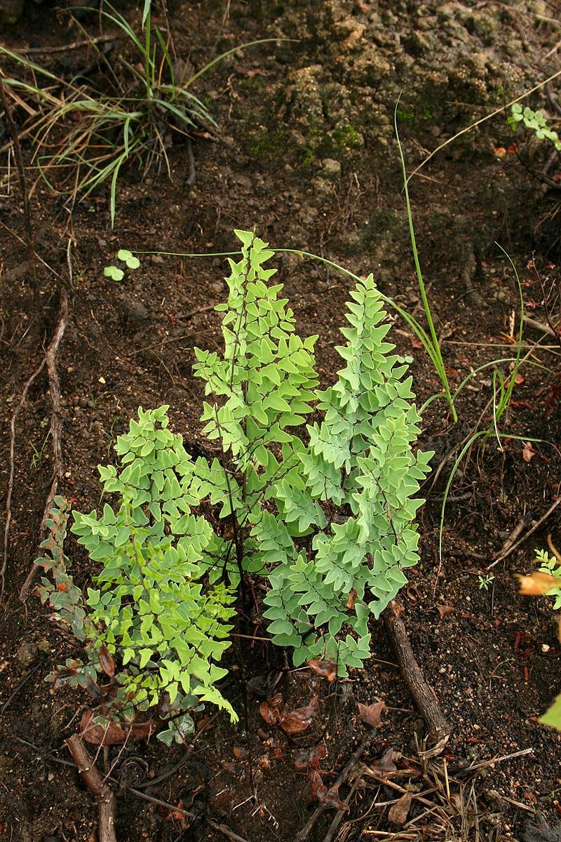 Pellaea calomelanos var. calomelanos