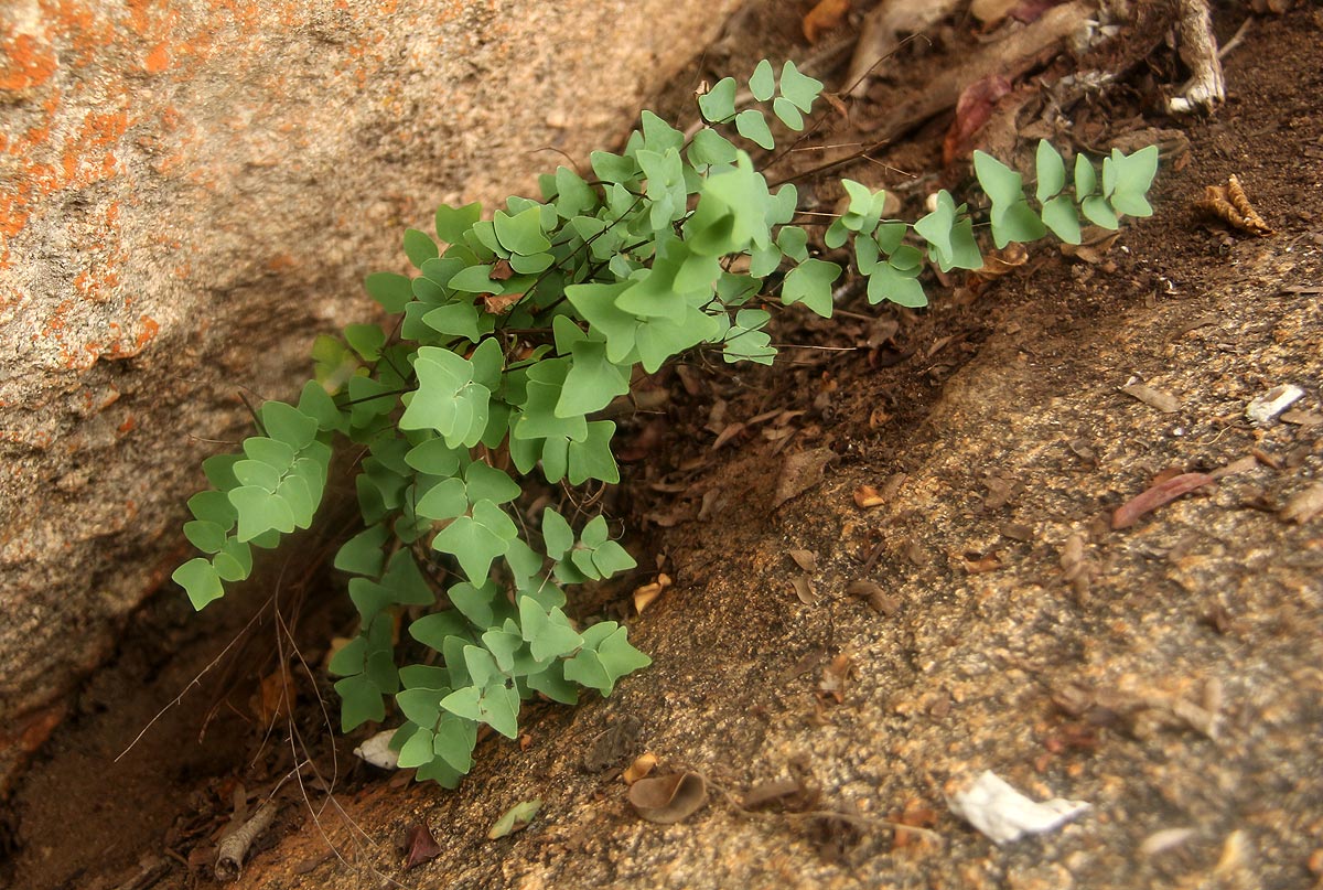 Pellaea calomelanos var. calomelanos