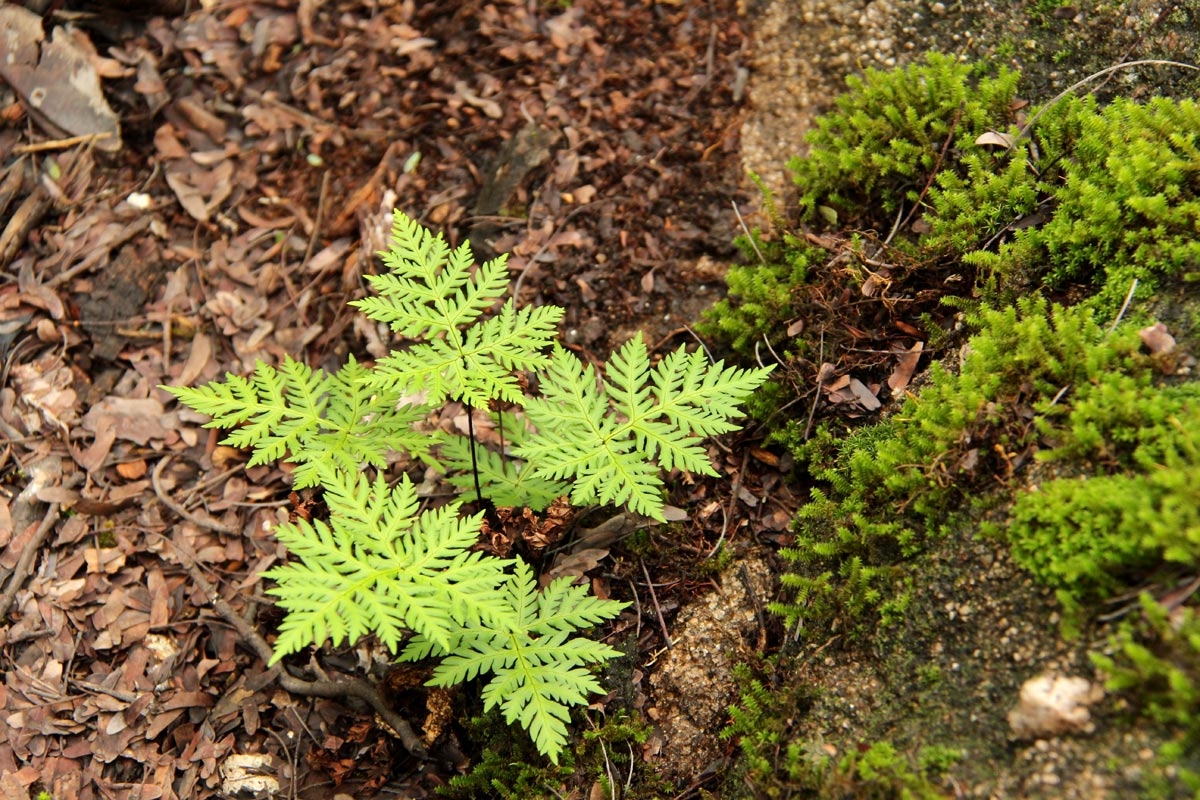 Doryopteris concolor