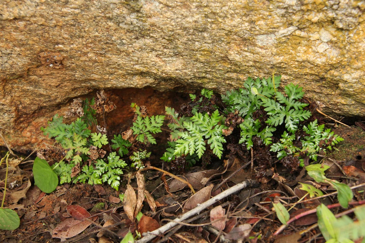 Doryopteris concolor