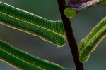 Pteris vittata