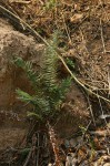 Pteris vittata