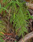 Pteris vittata