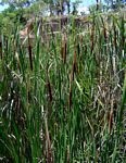 Typha capensis