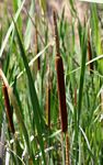 Typha capensis