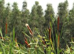 Typha capensis