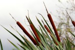 Typha capensis