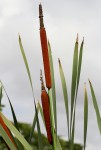 Typha capensis