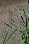 Typha capensis