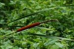 Typha capensis