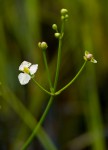 Caldesia reniformis