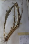 Leptochloa chinensis