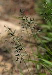 Eragrostis racemosa