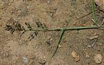 Eragrostis racemosa