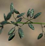 Eragrostis racemosa