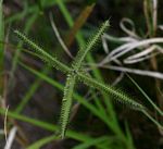 Dactyloctenium aegyptium