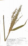 Panicum maximum