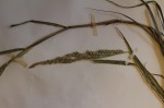 Echinochloa ugandensis