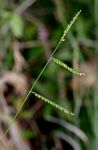 Brachiaria brizantha