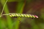 Brachiaria brizantha