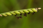 Brachiaria brizantha