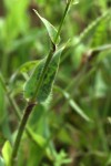 Urochloa panicoides