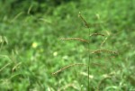 Urochloa trichopus