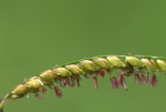 Urochloa trichopus