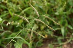 Urochloa trichopus