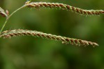 Urochloa trichopus