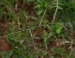 Urochloa trichopus