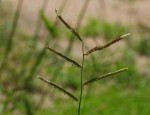 Urochloa trichopus