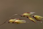 Melinis repens subsp. repens